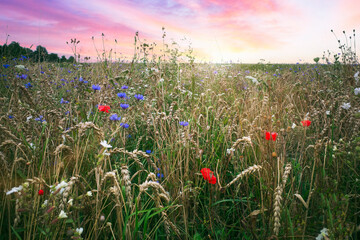 Blühsteifen mit Getreide und Wildblumen zum Artenschutz zwischen Ackerflächen und Wald an einem sonnigen Tag bei Abendlicht