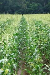 Sweet corn farm, agricultural field in the Midwest 