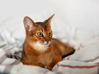 Fototapeta na wymiar Resting Abyssinian cat. Cute pet with yellow eyes. Portrait of a funny pet cat, a family pet