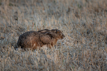 La liebre ibérica​ (Lepus granatensis) 