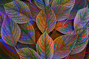 Multicolor abstraction based on natural leaves with veins