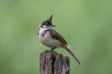 young red-whiskered bulbul in clean green background