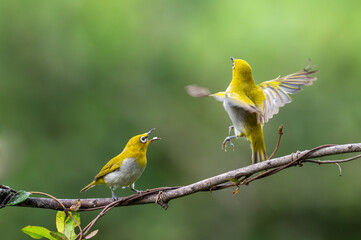 small birds in action flight and flight