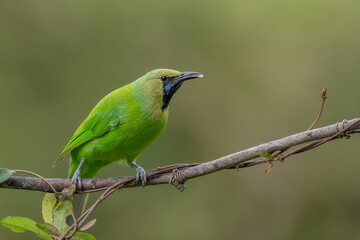 Green leafbird perching in a clean background