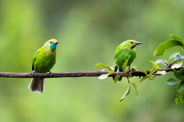 Fototapeta na wymiar Leafbird pair perching on a clear green background