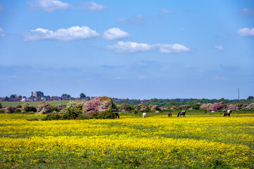 Walking around Rodmell in spring, East Sussex, England, horses in a field full of buttercups with Lewes castle in the background © veronique
