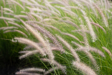 Fountain grass or pennisetum alopecuroides