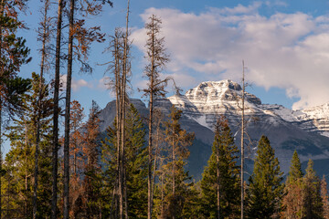 Summer time views in Banff National Park during July with stunning blue sky, beautiful day scenery in camping, campground area of Alberta, British Columbia. 