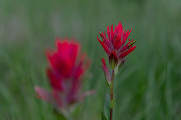 Castilleja, Indian Paintbrush, Prarie Fire flowers seen in Banff National Park during summer time. 