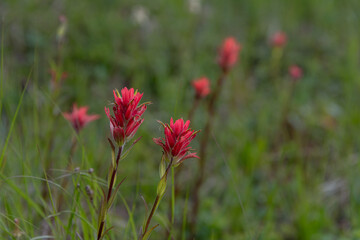 Castilleja, Indian Paintbrush, Prarie Fire flowers seen in Banff National Park during summer time. 