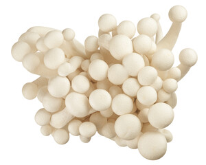 Shimeji mushroom, white beech mushrooms, isolated on white background, full depth of field
