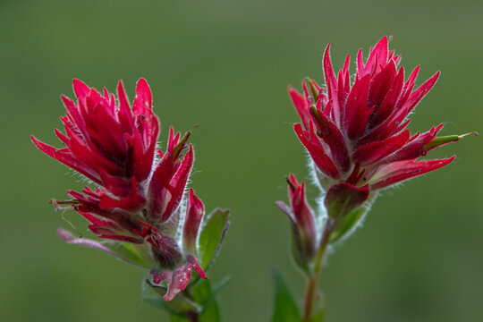 Castilleja, Indian Paintbrush, Prarie Fire flowers seen in Banff National Park during summer time. 