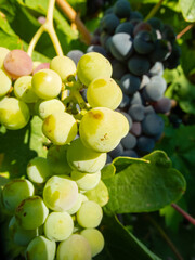 Macro fotografía de uvas verdes y rojas en una viña.