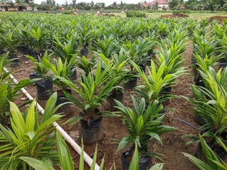 oil palm nursery in south kalimantan - indonesia