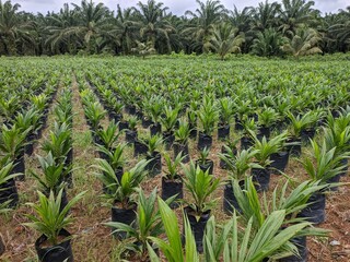 oil palm seedlings in the field