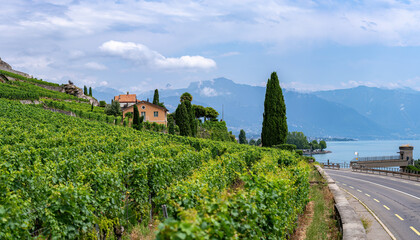 Fototapeta na wymiar Vineyards at Lake Geneva, Switzerland