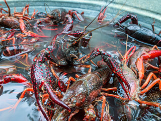 Louisiana crayfish ready to be boiled.
