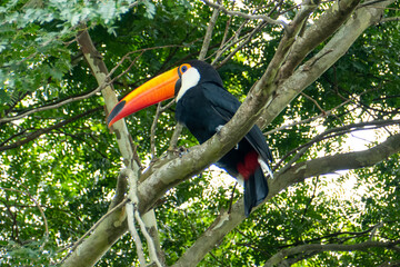 Toucan in the Brazilian forest. Photographed in Espirito Santo State, Brazil.	