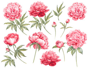 Red watercolor peony. Floral isolated illustration. © Kotkoa