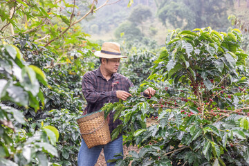 Coffee farmer cutting a coffee tree at coffee plantation in asian