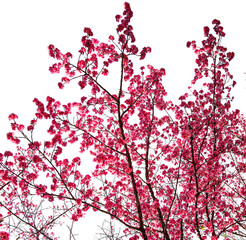 Branches with cherry blossoms on transparent background.