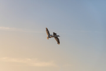 Pair of seagulls flying in the sky over the beach at sunset.