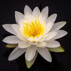 White Lotus Flower with Yellow Center and Water Droplets