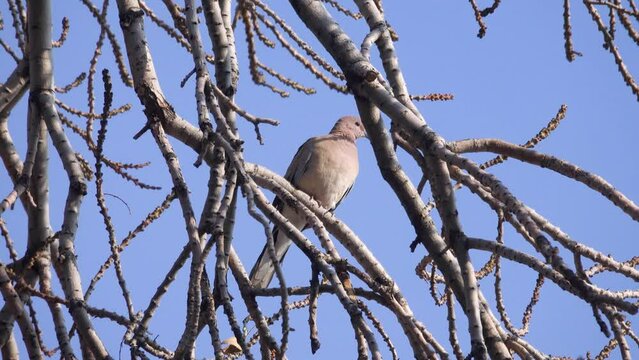Senegal turtle dove (Streptopelia senegalensis), Iran, Masuleh