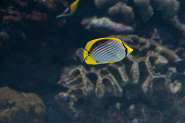 Naklejka na ściany i meble Black-back Butterflyfish (Chaetodon melannotus) : Tropical fish swimming in coral reef ocean.
