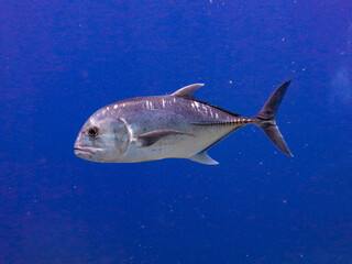 Giant trevally (Caranx ignobilis)