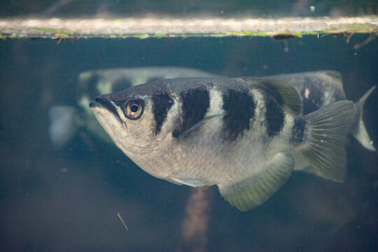Banded Archerfish (Toxotes jaculatrix) 