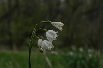 white flowers