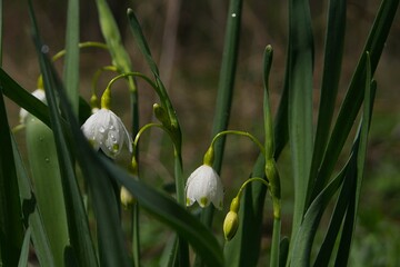 white flower in the grass