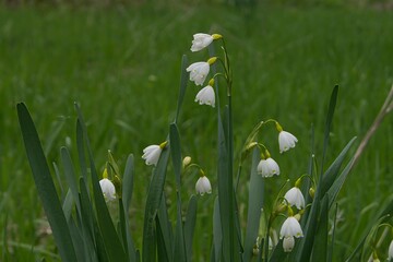 white spring flowers