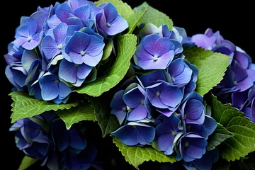 Keuken spatwand met foto blue hydrangea flower © Oleh