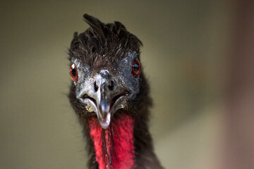 Guan looking towards the camera with her big beautiful red eyes.