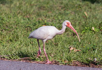Ibis