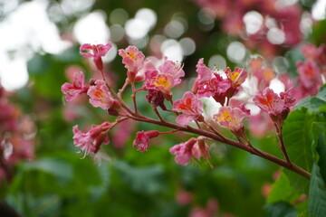 flowers in spring garden and road