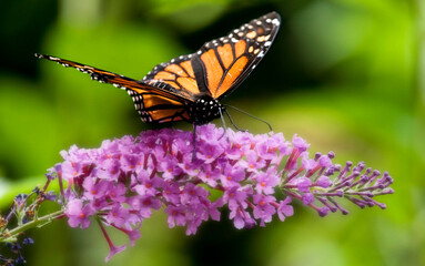 Monarch butterfly perched on a butterfly bush flower frond. Color. Colour. Purple. Black, orange, white. Wings spread. Pollinator. Feeding. Perennial bush. Macro close up. Beauty in nature.