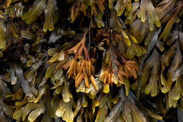 Spiral Wrack or Flat Wrack
