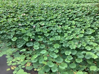 Lotus pond full of lotus leaves as far as the eye can see