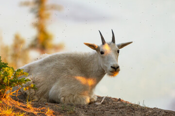 Mountain goat