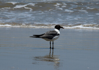 Laughing Gull at Corpus Christi, Texas