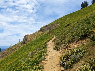 Hiking trail across mountain peak wildflower meadow on a partially cloudy day. 