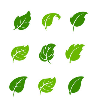 Set of green leaf ecology icon, leaf isolated on transparent background. Environment and Nature Symbol, Vector illustration.