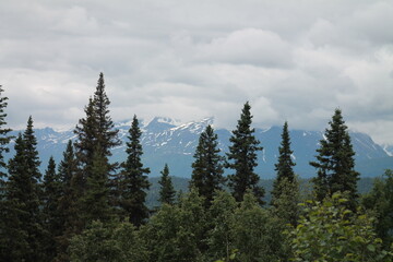 Alaska Photo of Trees and Mountains