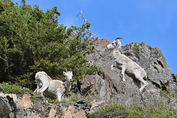 Dall Sheep (Ovis dalli dalli) ewes climb a rocky Alaska mountain.