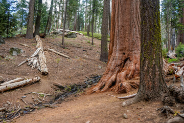 Kings Canyon National Park, California, USA.