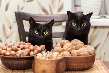 Cat and nut, food. Two black beautiful bombay cats portrait with different nuts on plate on kitchen...