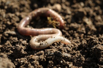 One worm on wet soil on sunny day, closeup